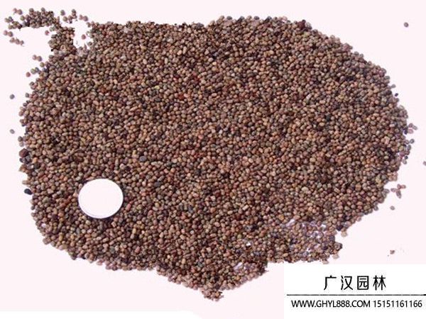 馬棘種子 馬棘種子