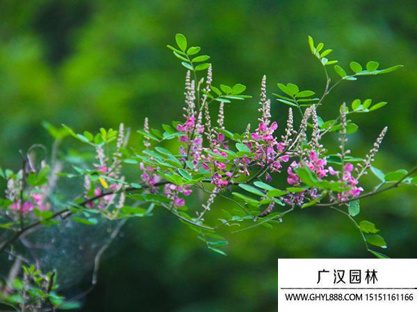 馬棘種子 馬棘種子