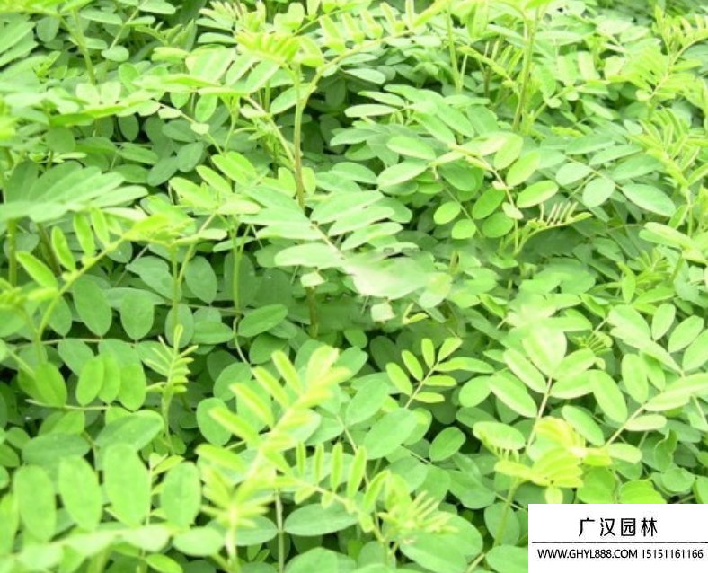 馬棘種子 馬棘種子