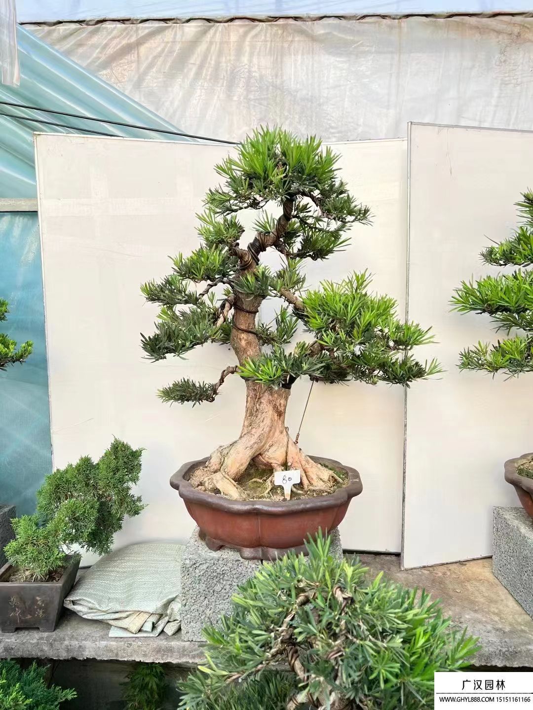 馬棘種子 馬棘種子