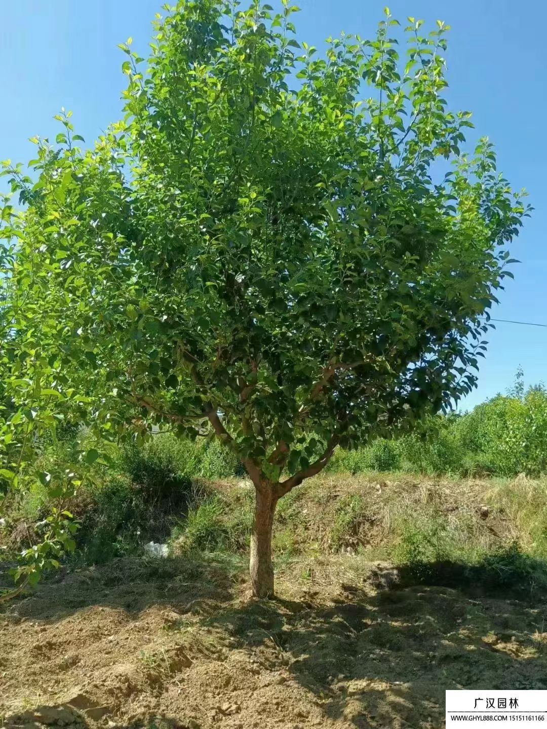 八棱海棠 八棱海棠