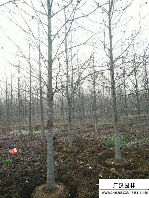 北美楓香 北美楓香