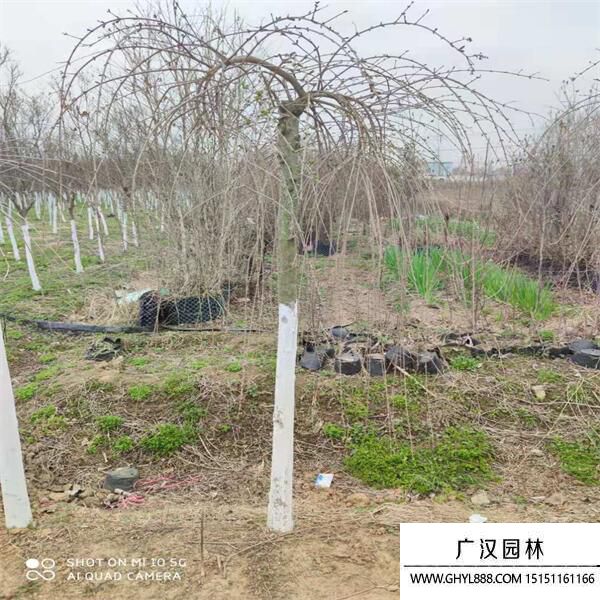 垂枝丁香 垂枝丁香