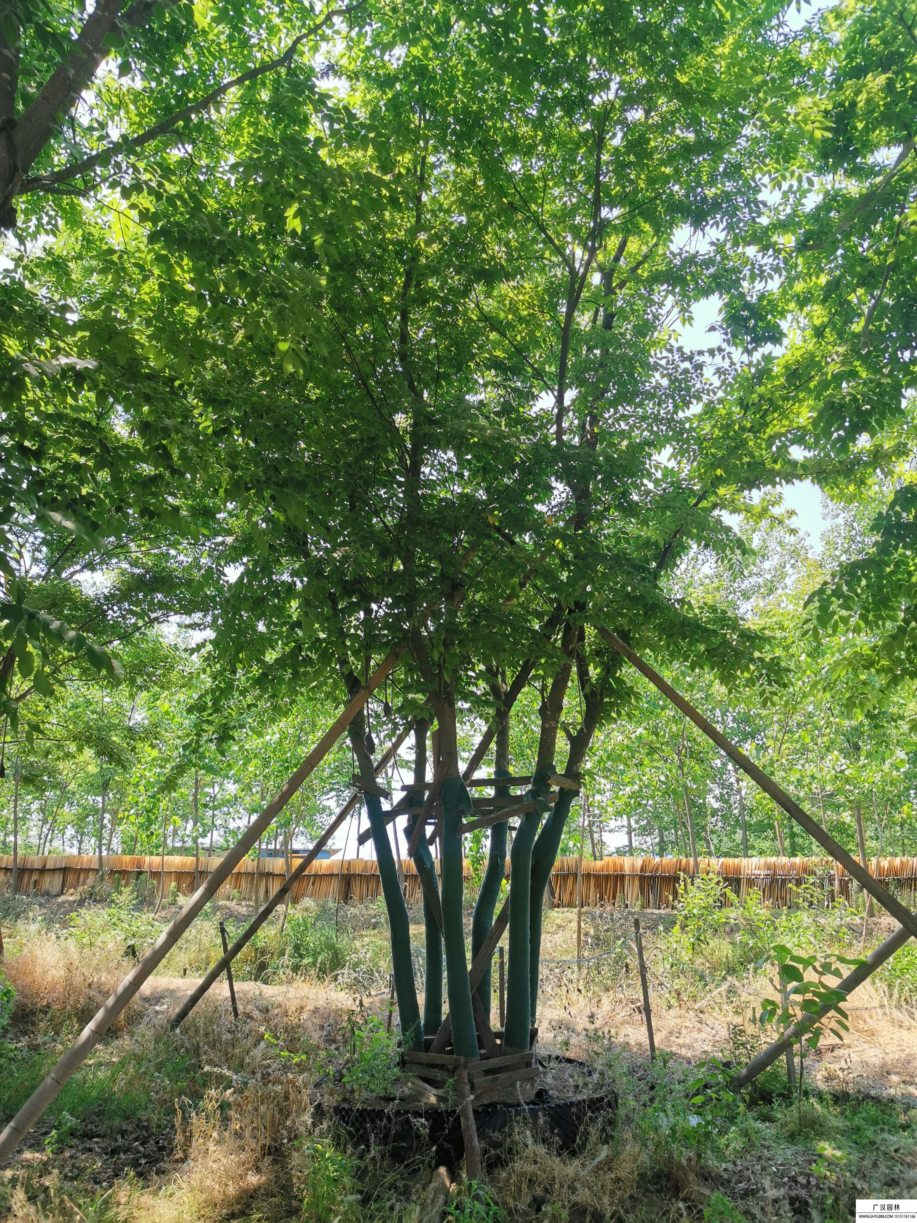 叢生櫸樹 叢生櫸樹