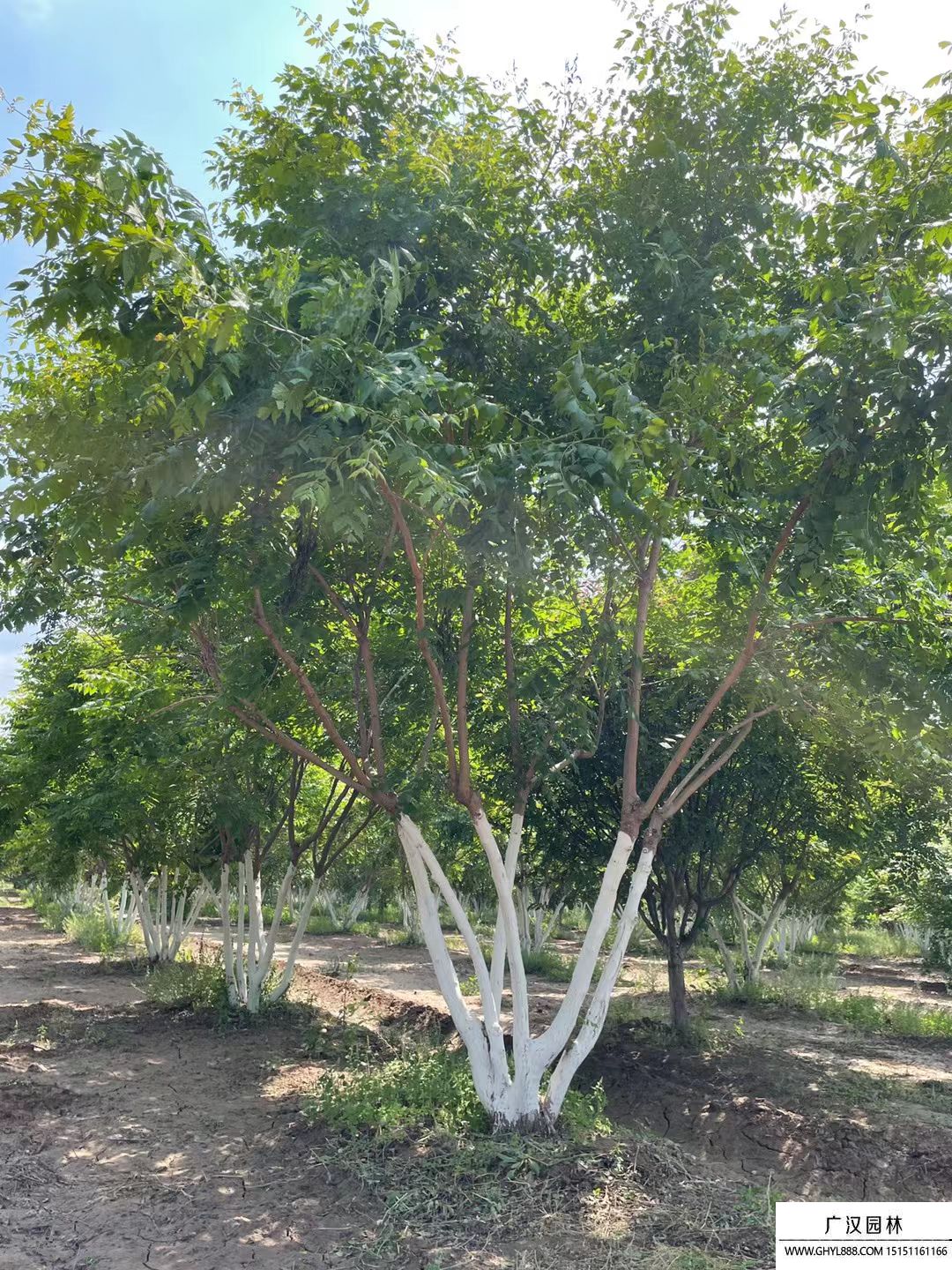 叢生欒樹 叢生欒樹