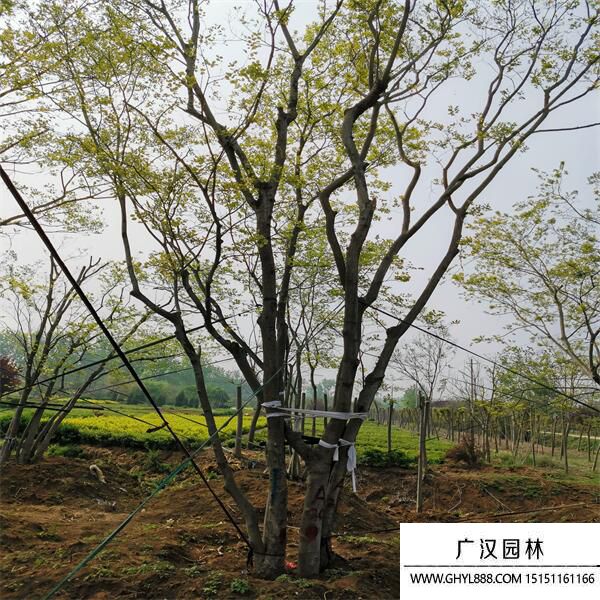 叢生樸樹 叢生樸樹