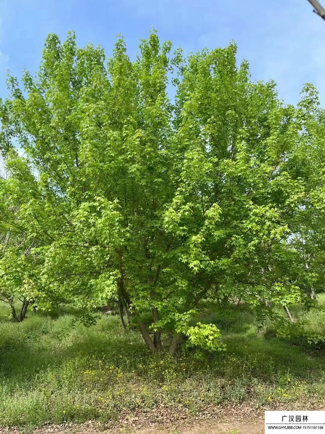 叢生元寶楓 叢生元寶楓