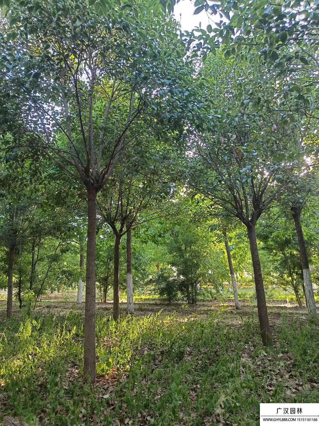 獨桿女貞 獨桿女貞