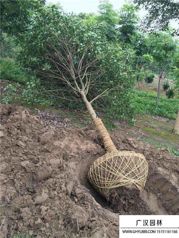 獨桿女貞 獨桿女貞