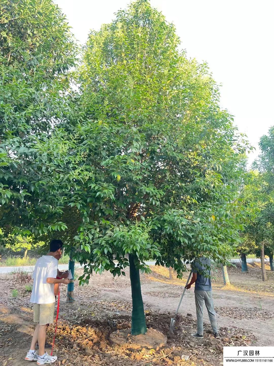 獨桿女貞 獨桿女貞