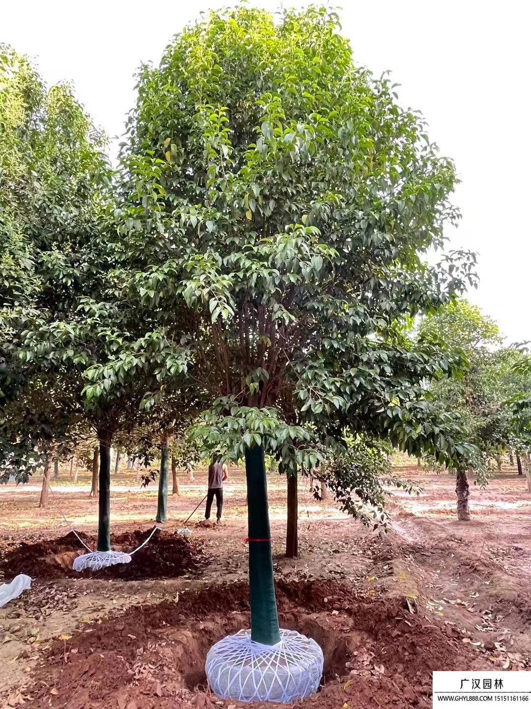 獨桿女貞 獨桿女貞