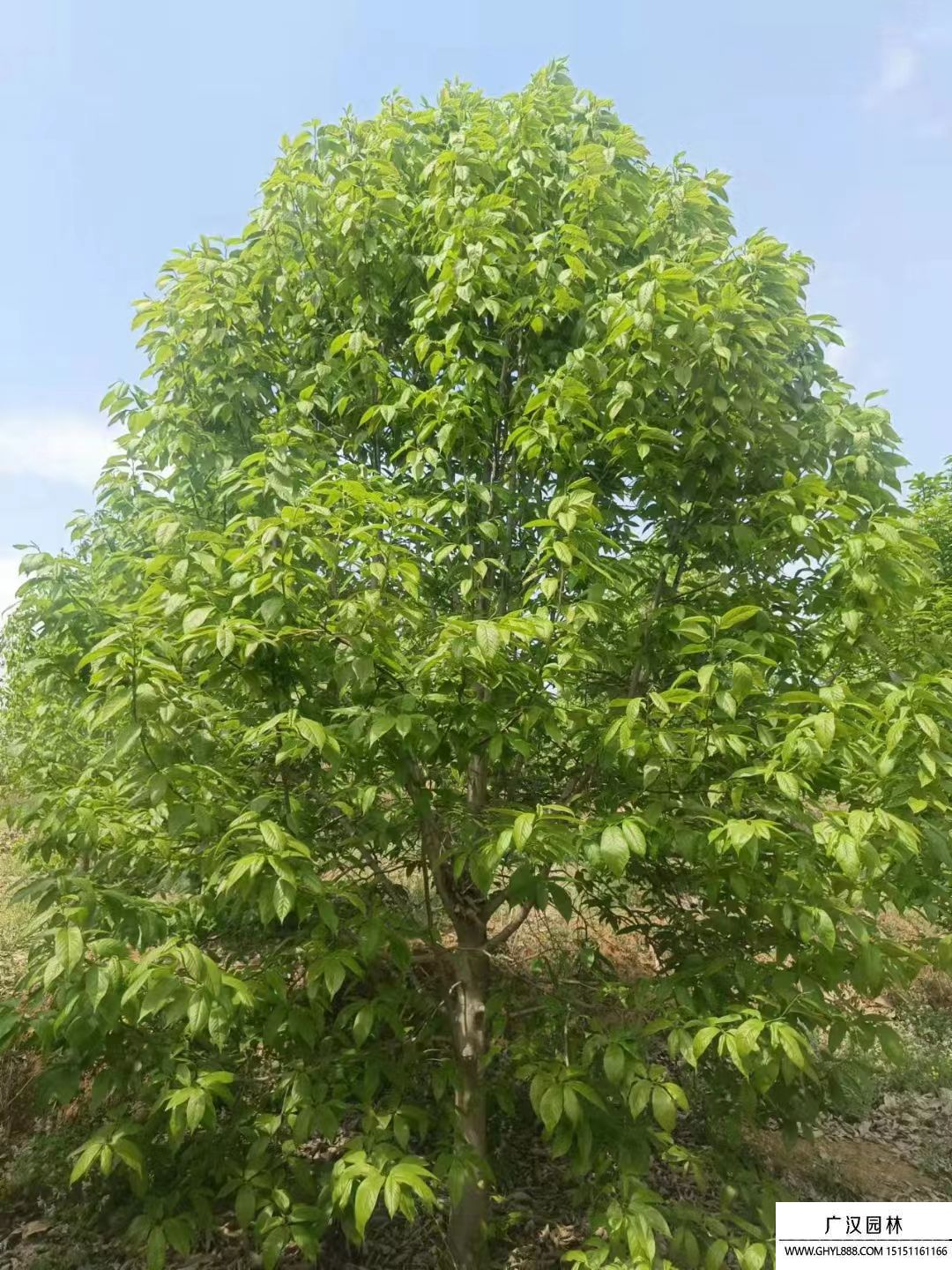 二橋玉蘭 二橋玉蘭