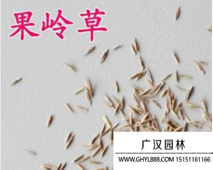 果嶺草種子 果嶺草種子
