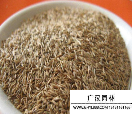 果嶺草種子 果嶺草種子