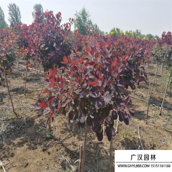 美國紅櫨 美國紅櫨