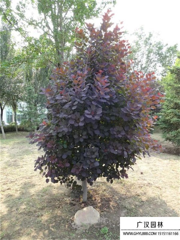 美國紅櫨 美國紅櫨