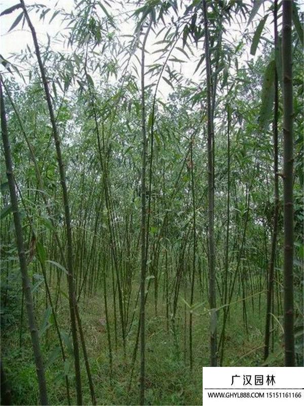 美國竹柳 美國竹柳