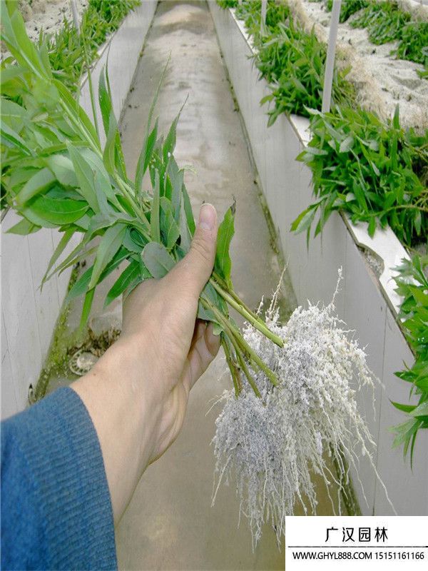 美國竹柳 美國竹柳