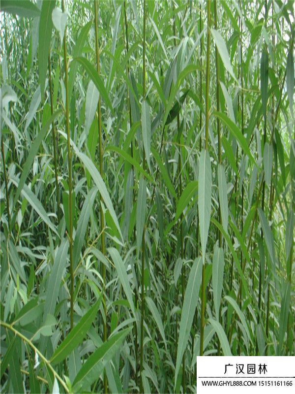 美國竹柳 美國竹柳