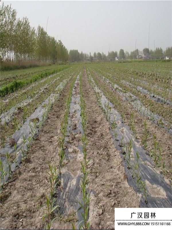 美國竹柳 美國竹柳