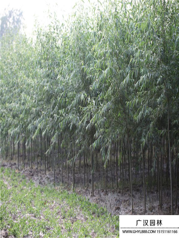 美國竹柳 美國竹柳