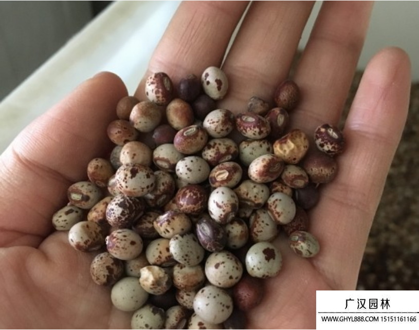 木豆種子 木豆種子