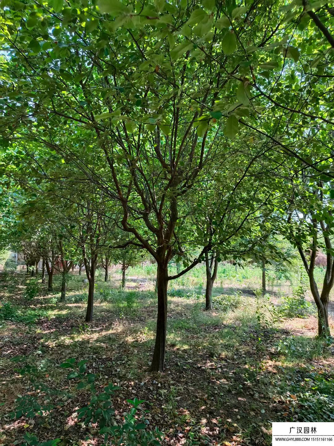 木瓜海棠 木瓜海棠