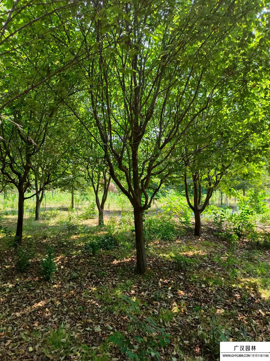 木瓜海棠 木瓜海棠