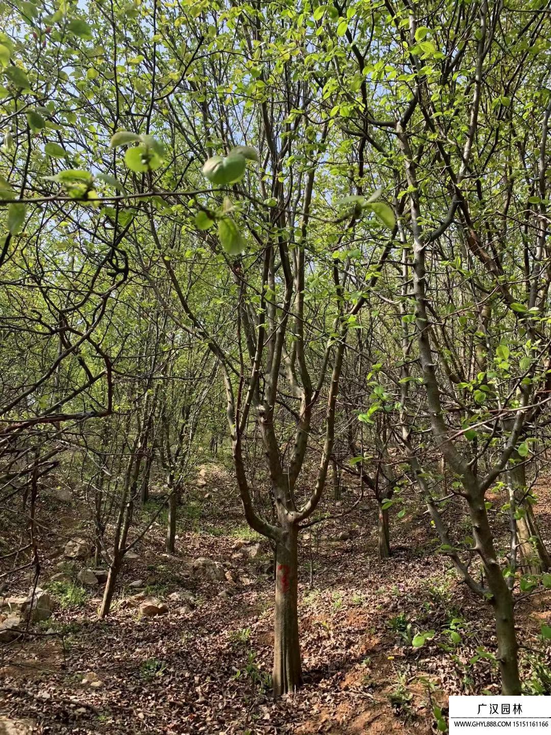 木瓜海棠 木瓜海棠