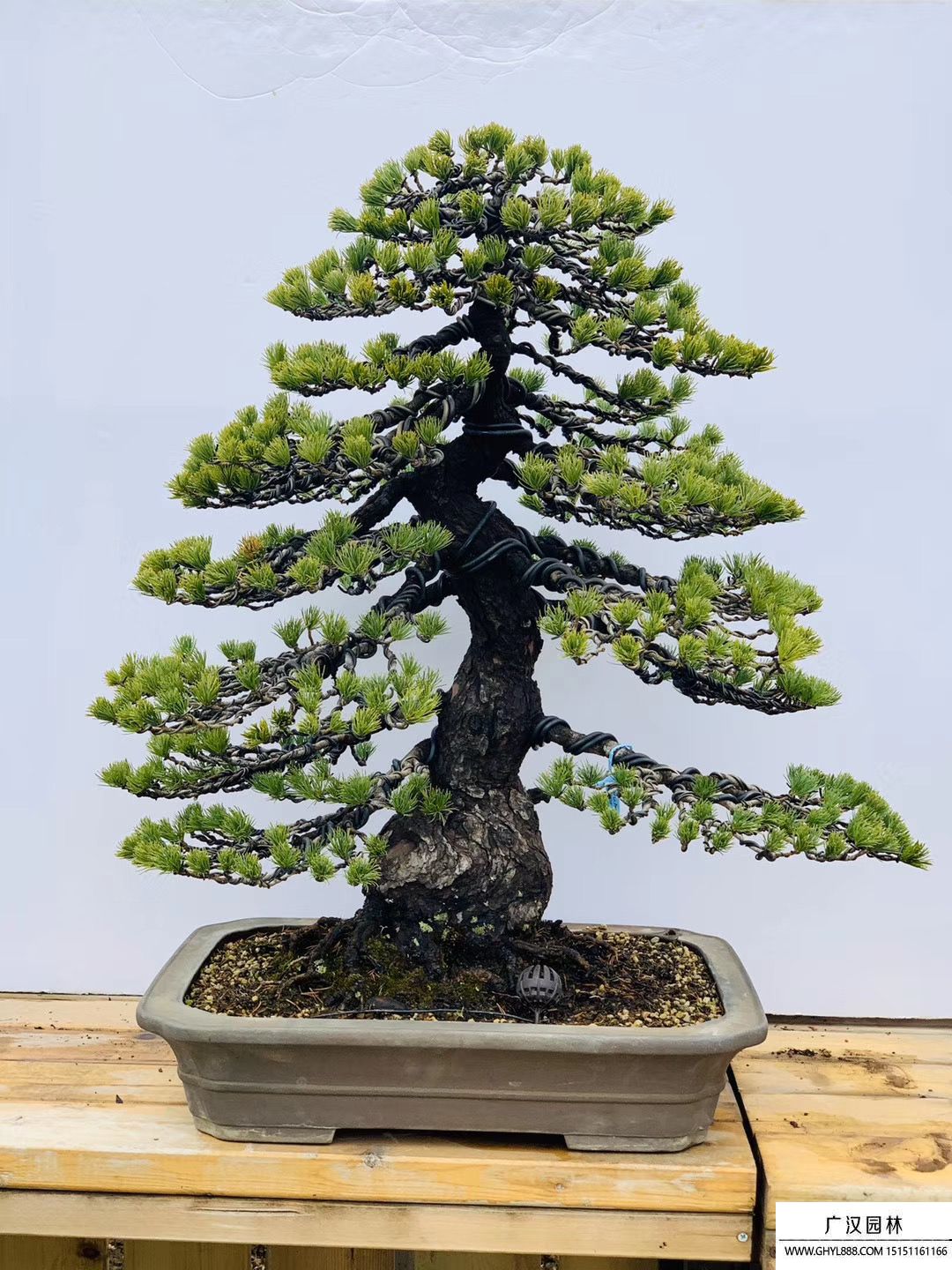 那須五葉松盆景