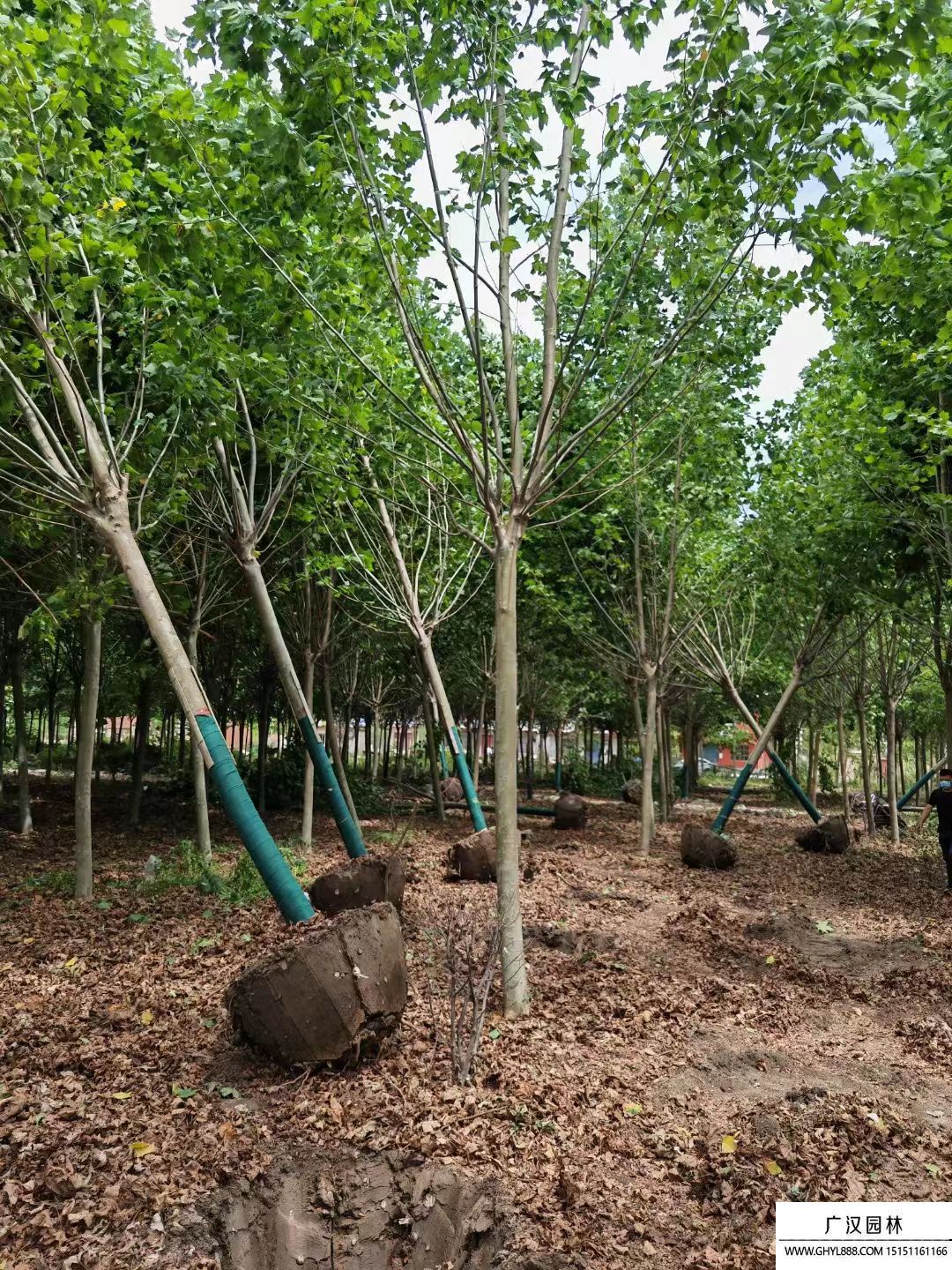 法國(guó)梧桐 法國(guó)梧桐