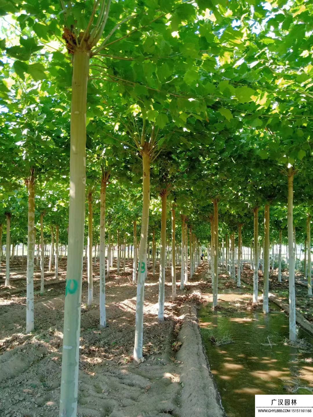 法國(guó)梧桐 法國(guó)梧桐