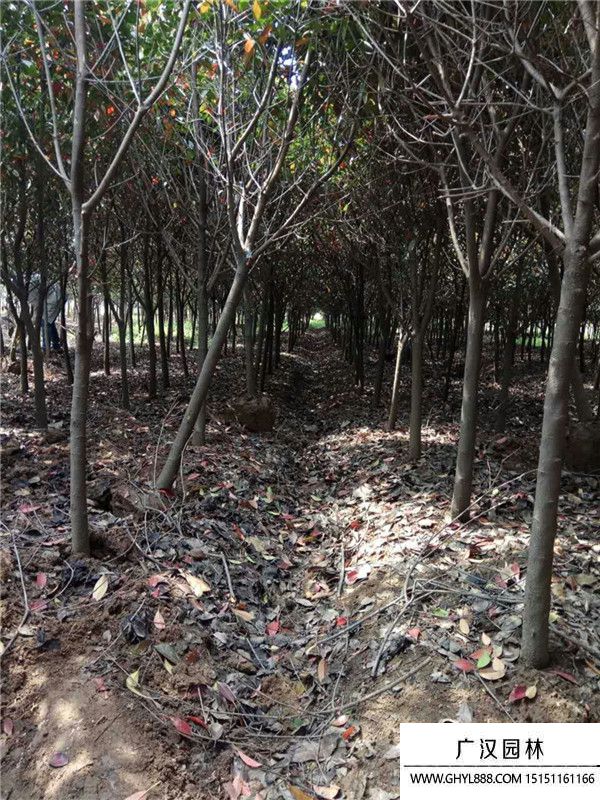 高桿石楠 高桿石楠