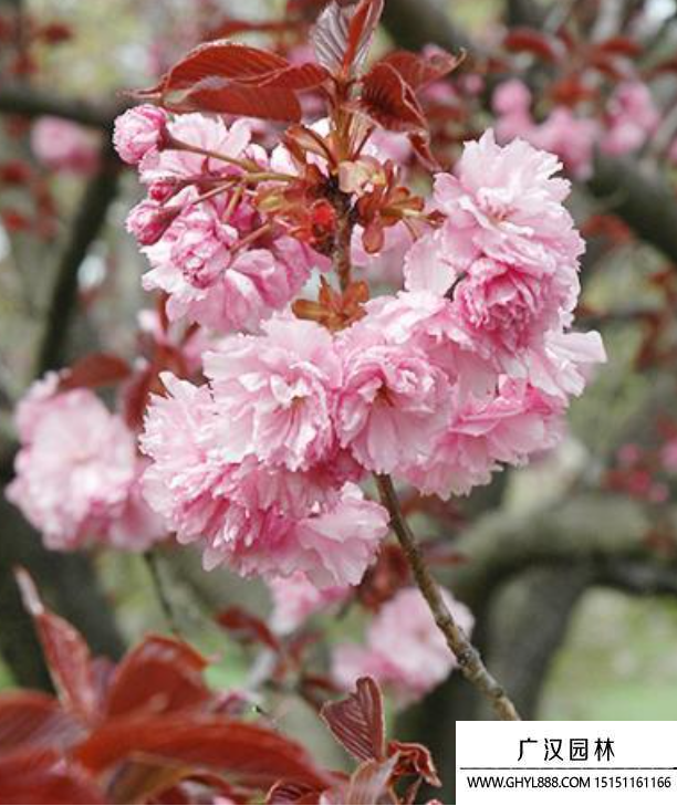 紅葉櫻花 紅葉櫻花