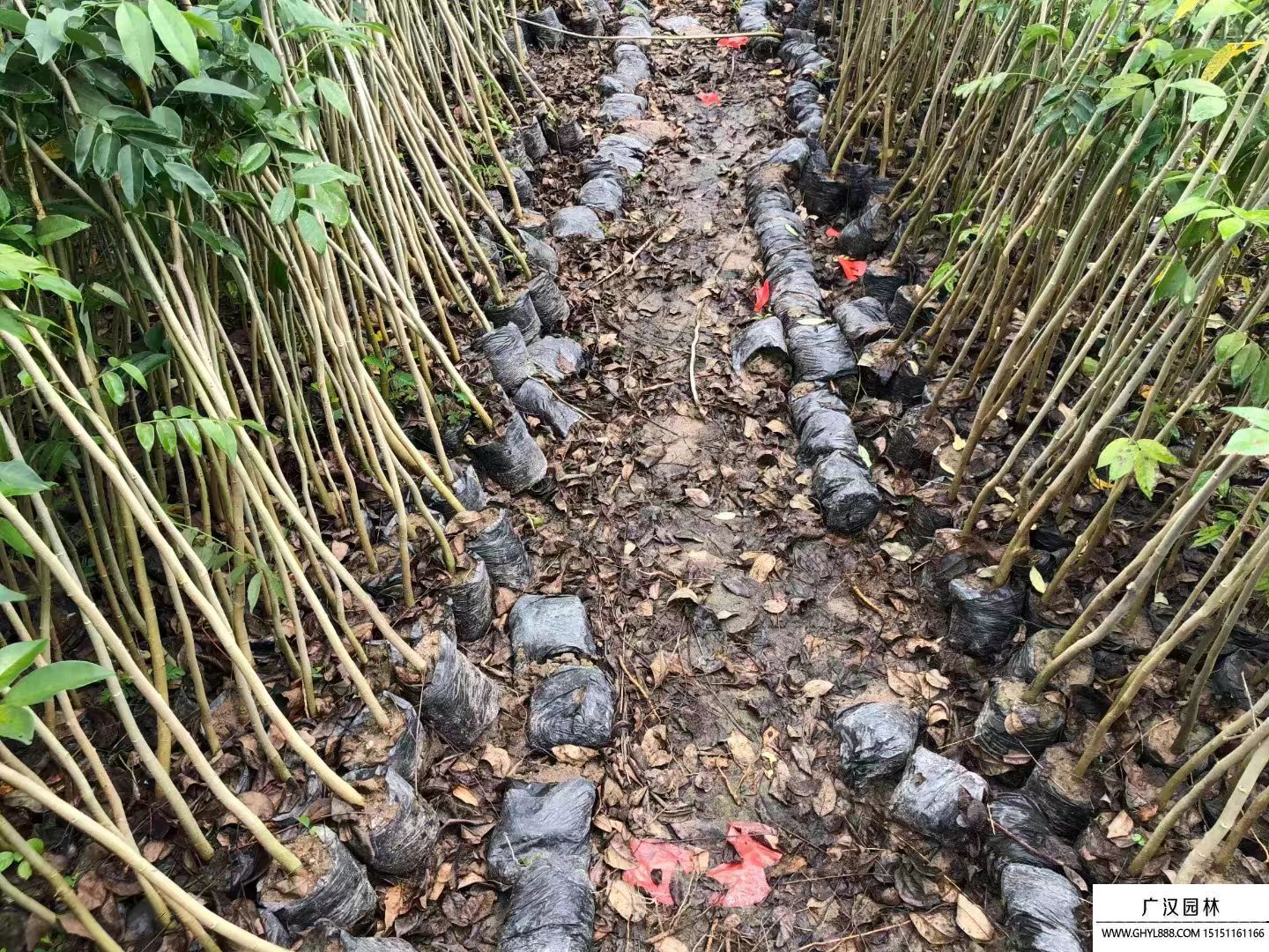 黃花梨小苗 黃花梨小苗