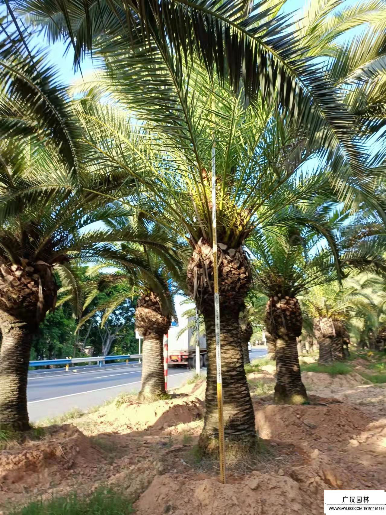 加拿利海棗 加拿利海棗