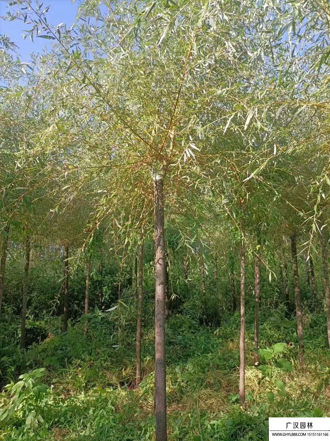 金絲垂柳 金絲垂柳