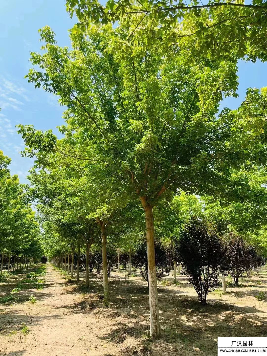 金葉復(fù)葉槭 金葉復(fù)葉槭