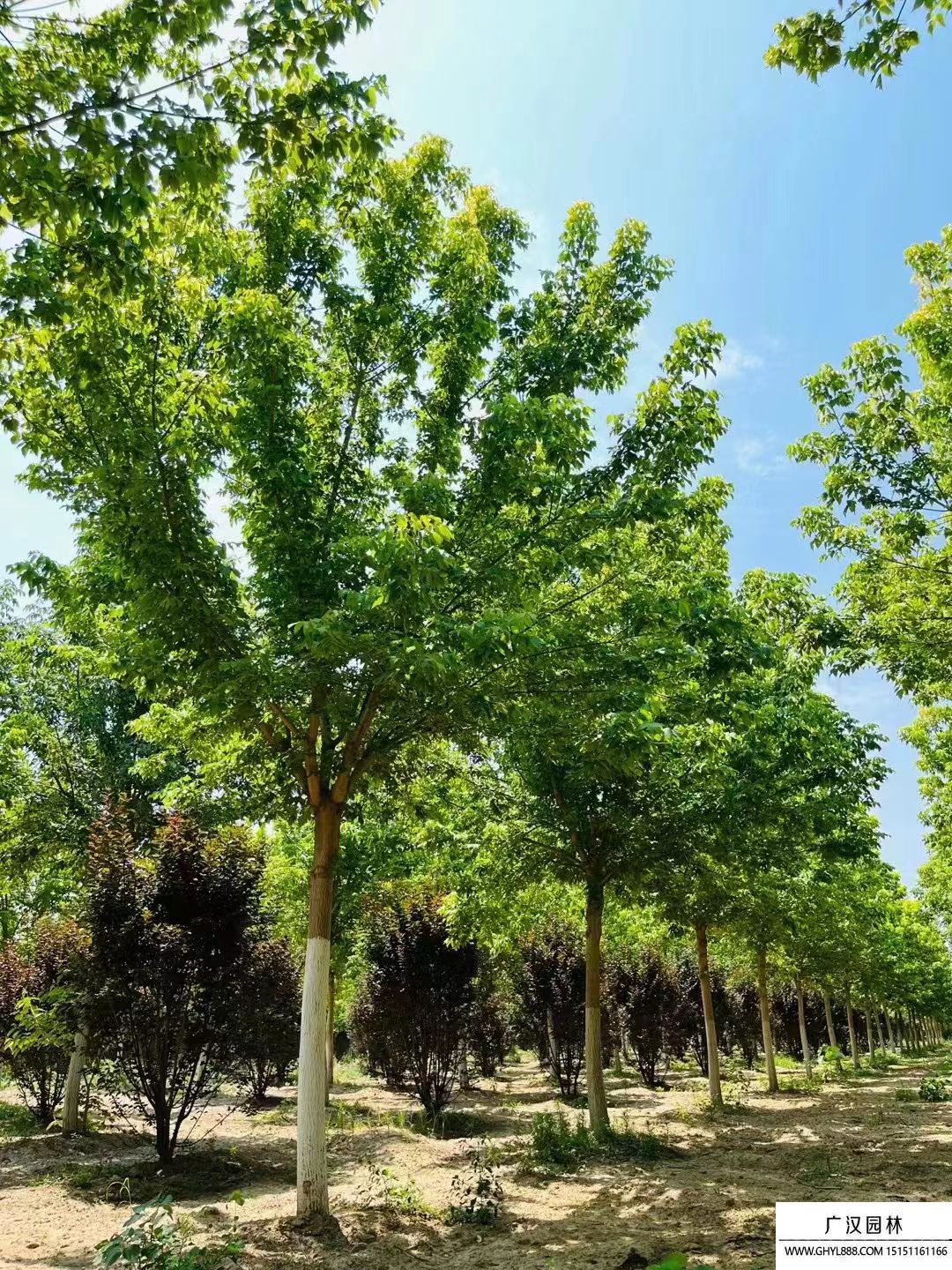 金葉復(fù)葉槭 金葉復(fù)葉槭