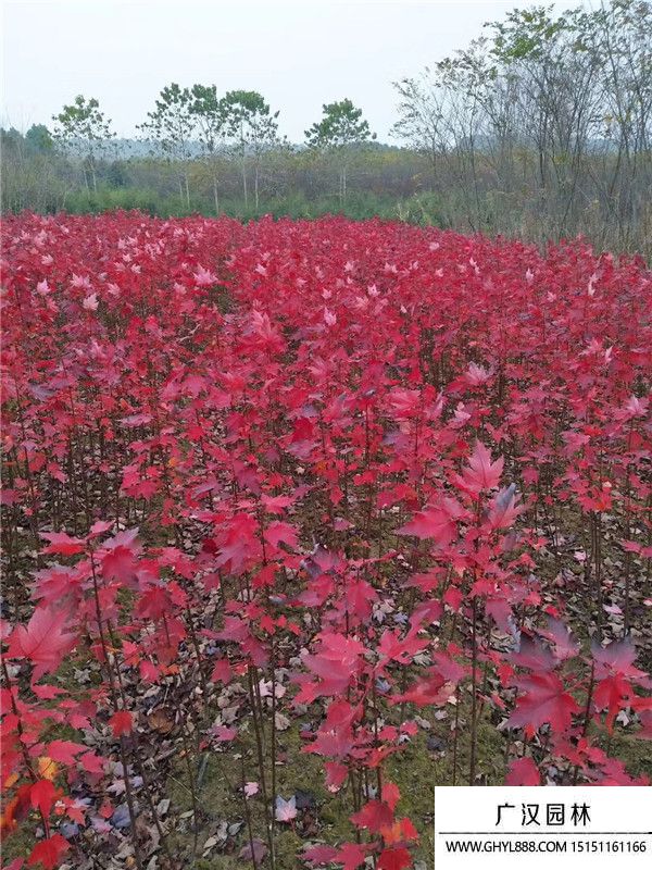 美國紅楓 美國紅楓