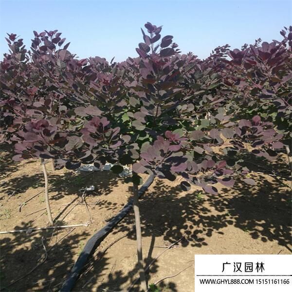 美國紅櫨 美國紅櫨