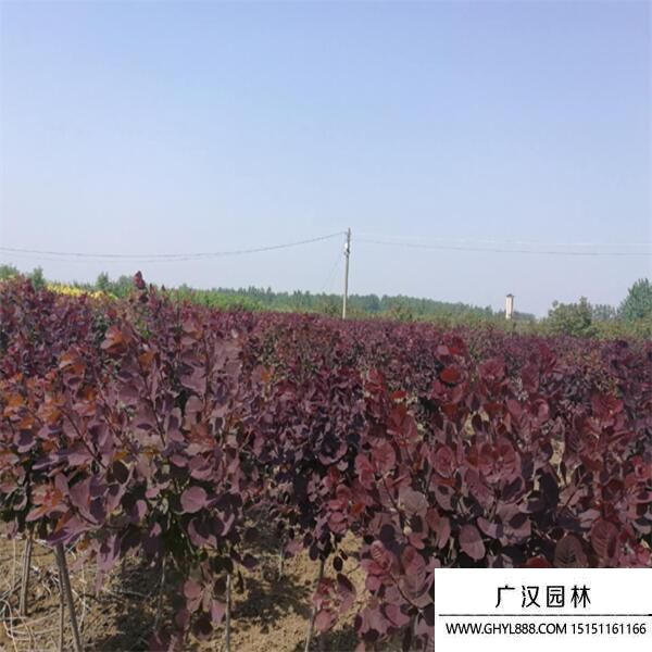 美國紅櫨 美國紅櫨