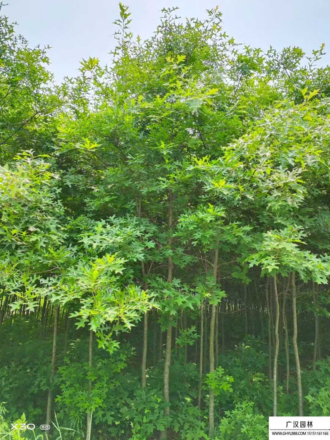 歐洲紅櫟 歐洲紅櫟