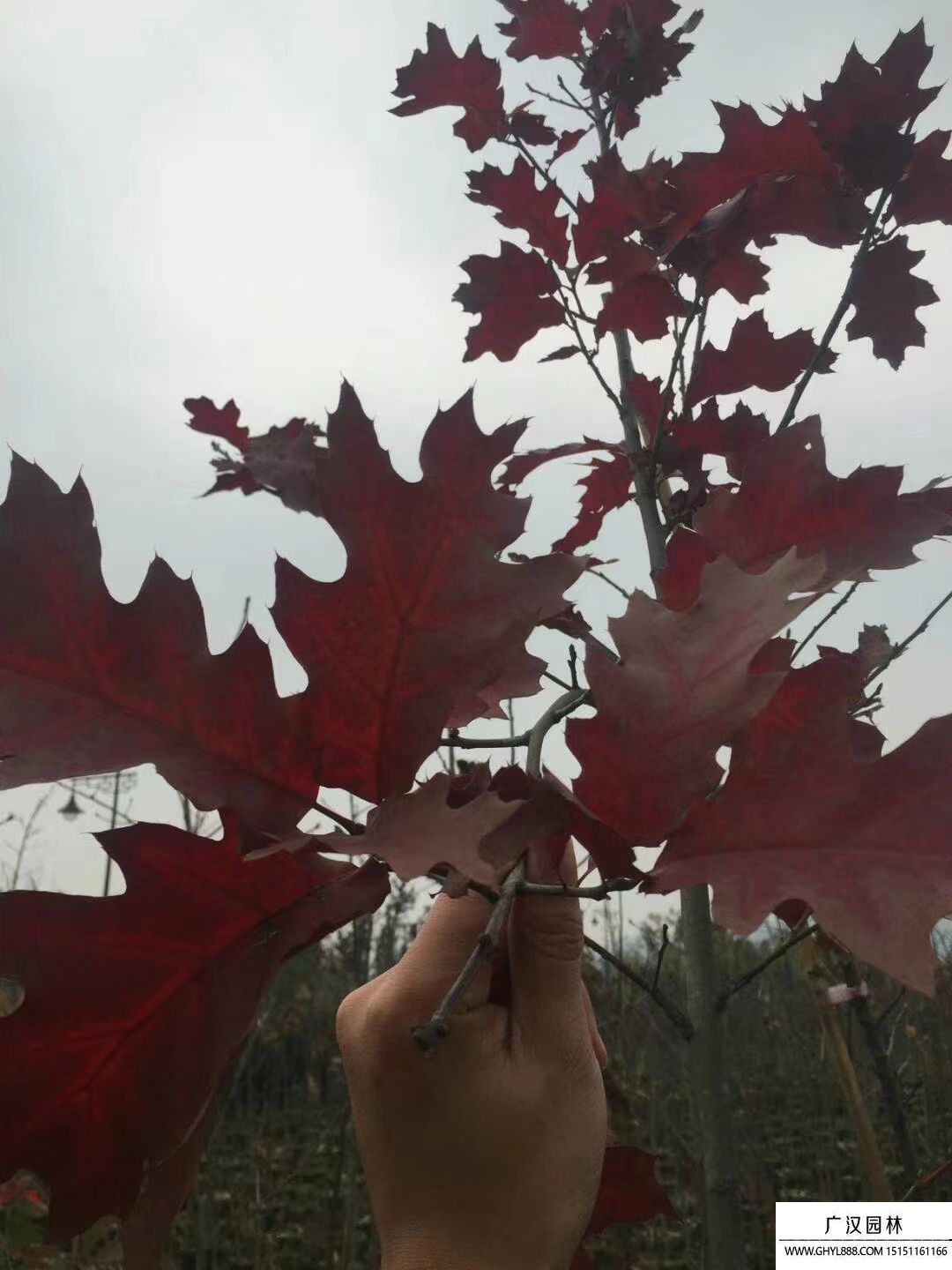 歐洲紅櫟 歐洲紅櫟