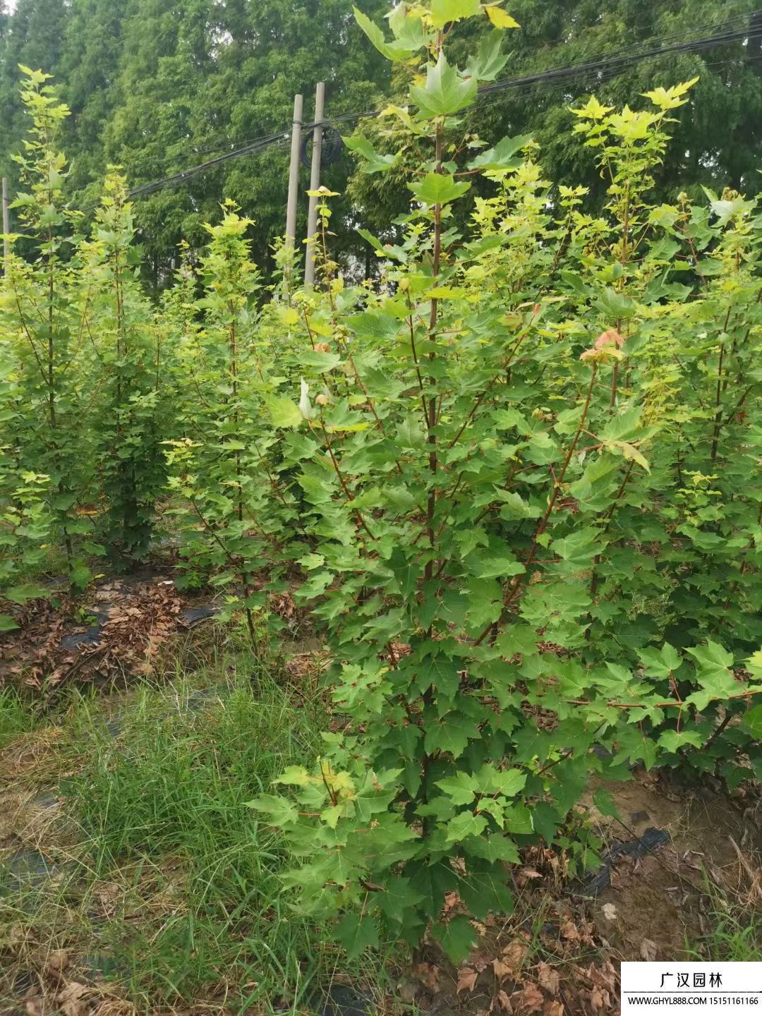 歐洲紅櫟 歐洲紅櫟