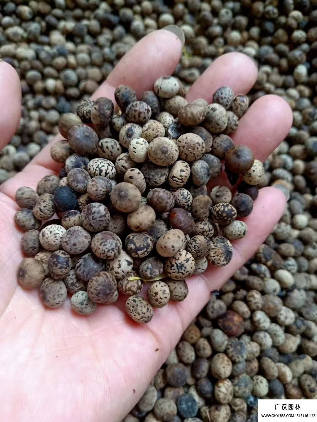 刨花楠種子 刨花楠種子