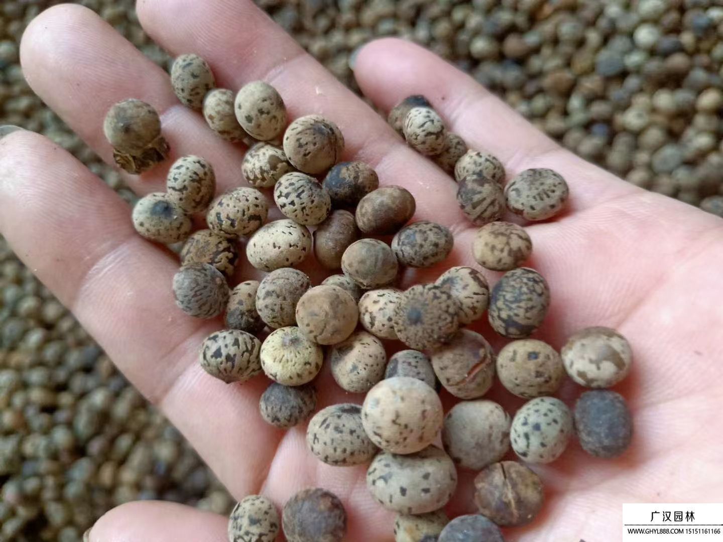 刨花楠種子 刨花楠種子