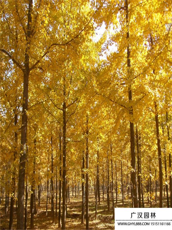 實生銀杏 實生銀杏