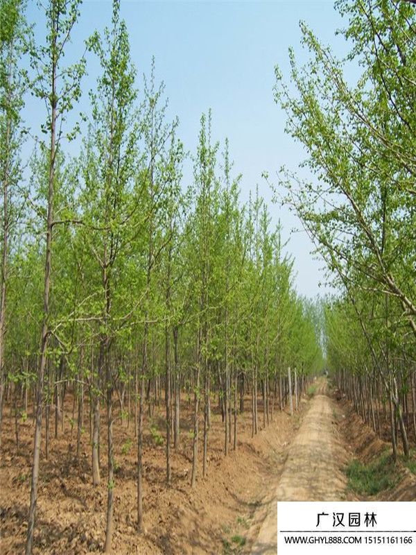 實生銀杏 實生銀杏