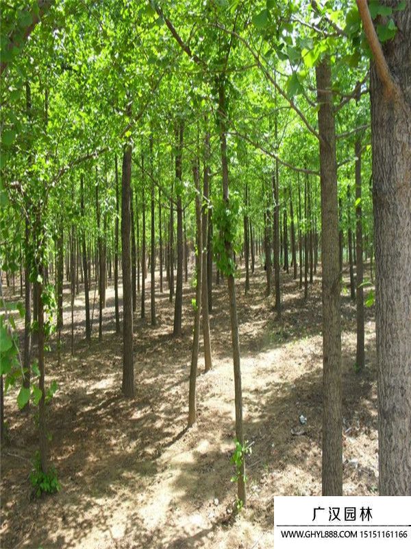 實生銀杏 實生銀杏